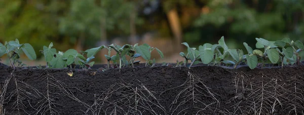 Fresh Green Soybean Plants Roots — 图库照片