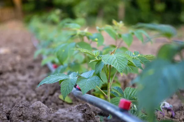 .Young raspberry plants with drip irrigation