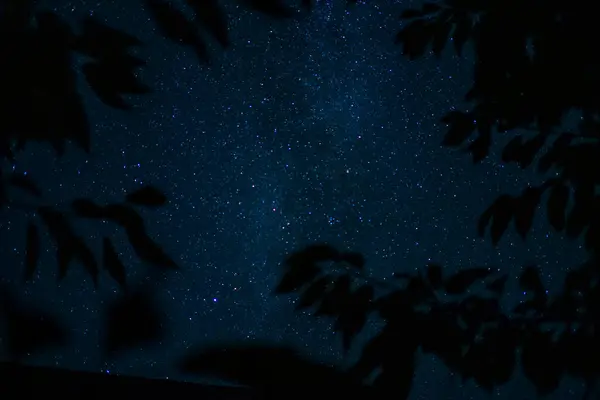 Blå Stjärnhimmel Med Löv Från Träd — Stockfoto