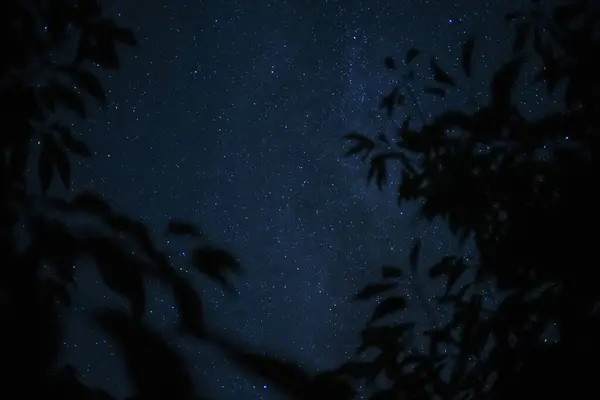 Голубое Звездное Небо Листьями Деревьев — стоковое фото