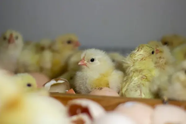 white chickens in the incubator
