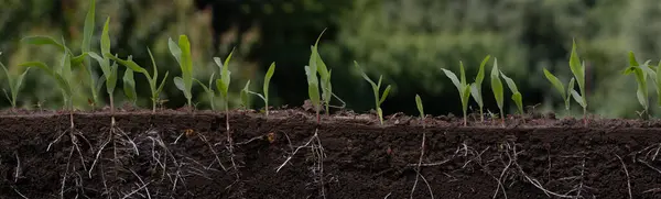 Kökleri olan genç mısır bitkileri.