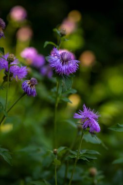 Mavi Cornflower çiçekleri, bulanık arkaplan.