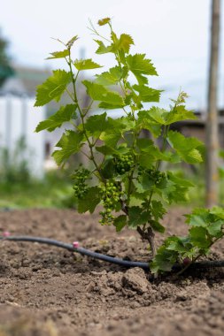 Genç üzüm filizleri, bulanık arkaplan.
