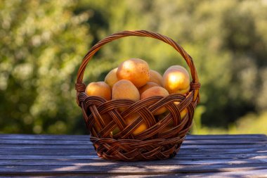 Sepette büyük kayısılar.