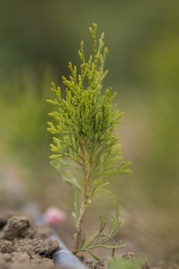 Sulama sistemi olan genç bir thuja tohumu, bulanık arkaplan.