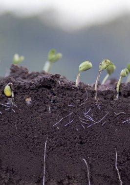 Toprağa kök salmış genç soya fasulyesi bitkileri.