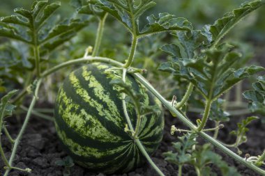 Yerde yeşil karpuz bitkileri