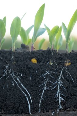 Genç mısırlar kök ve toprak kesimiyle filizlenir