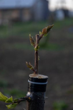 Erik ağacına çizilmiş dal