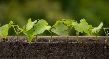 Kökleri olan genç fasulye bitkileri.