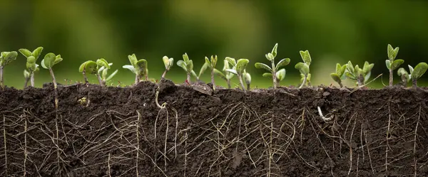 Kökleri olan taze soya fasulyesi.