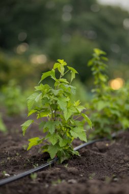 Damla sulama ile genç kuşüzümü çalıları