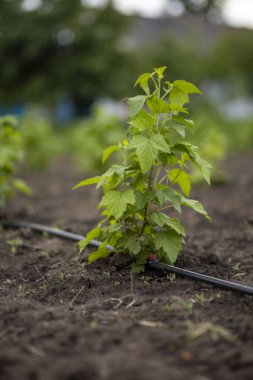 Damla sulama ile genç kuşüzümü çalıları
