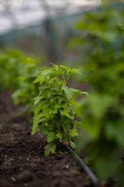 Damla sulama ile genç kuşüzümü çalıları