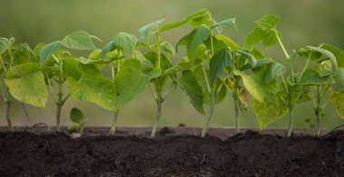 Kökleri olan genç fasulye bitkileri.