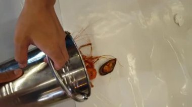 El yapımı deniz mahsulleri kulübesi masa kalamarları karides misk midyeleri sakin ve mısır buharı Cajun bbq soslu eğlenceli deniz ürünleri yemeği