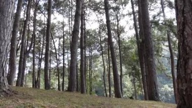 Evergreen pine trees forent low angle shot up to sky landscape of nature