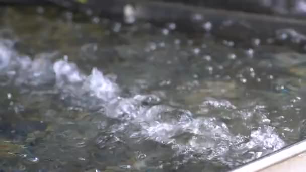Hidup Udang Kolam Semen Beton Dengan Oksigen Menggelegak Restoran Seafood — Stok Video