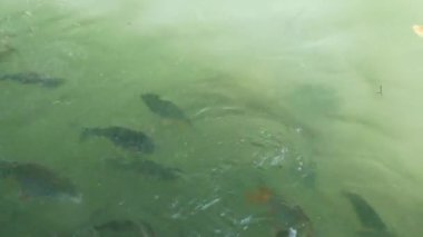 Nehirde yüzen birçok Asya tatlı su balığı