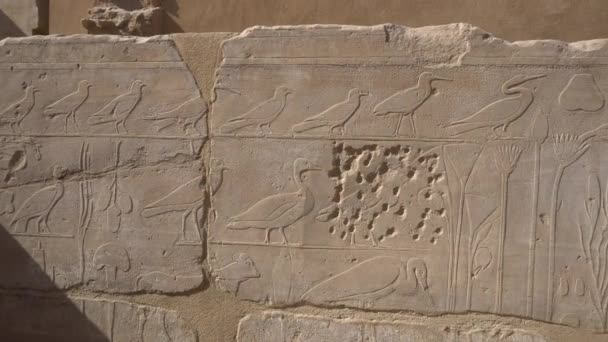 植物室 エジプトの壁にエキゾチックな植物や鳥のカルナックの寺の象形文字 — ストック動画