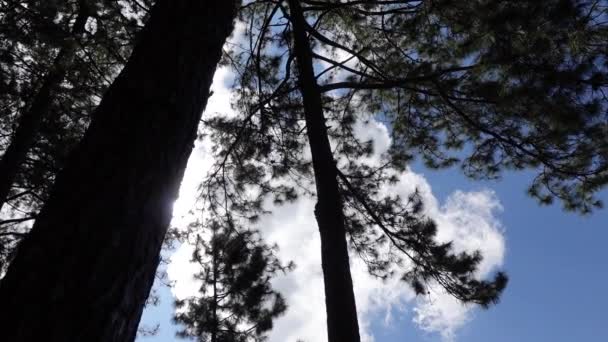 Sonne Kommt Aus Pint Baum Über Blau Hell Bewölkt Himmel — Stockvideo