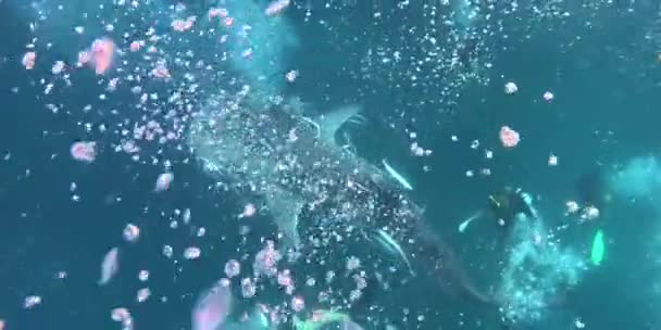 Búvárbálna Cápa Körülvevő Után Felszíni Buborékok Közelkép Tetejére Kilátás Egzotikus — Stock videók
