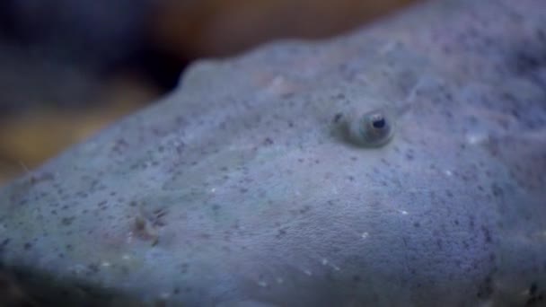 Bagarius Yarrelli Dev Şeytan Yayın Balığı Goonch Taze Balığı Büyük — Stok video