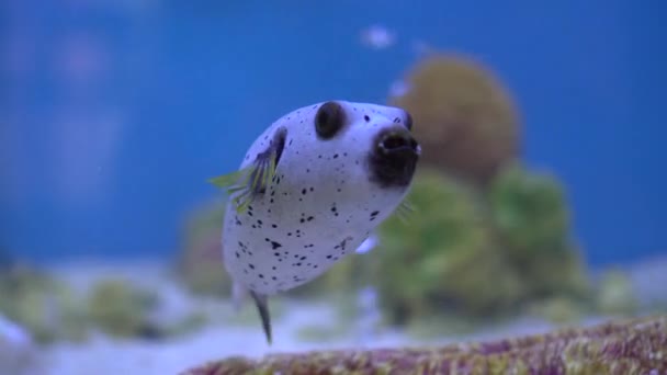Blackspotted Puffer Fish Type Blow Fish Sea Creature — Stock Video