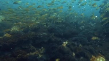 Sualtı tüplü dalış manzarası okyanus cenneti mercan ve balık sürüsü Koh Tao Tayland dalgıcı turistik cazibesi