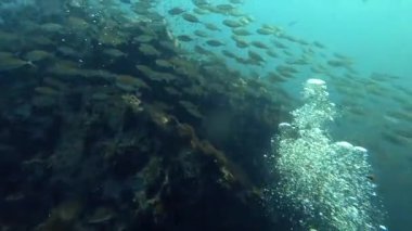 Sualtı tüplü dalış manzarası okyanus cenneti mercan ve balık sürüsü Koh Tao Tayland dalgıcı turistik cazibesi