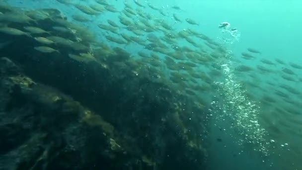 Submarino Buceo Vista Océano Paraíso Coral Escuela Peces Koh Tao — Vídeo de stock