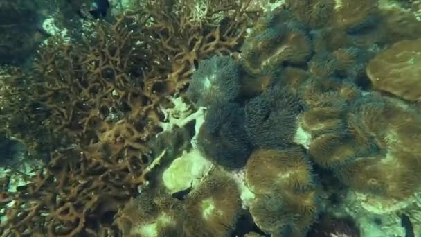 Подводный Дайвинг Вид Океан Коралловый Рай Школу Рыб Тао Таиланд — стоковое видео