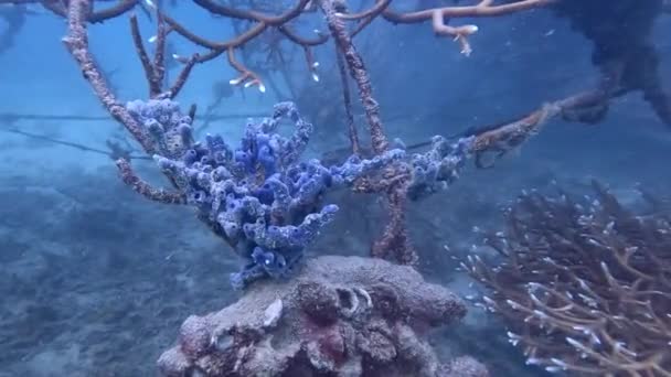 Niebieski Koralowiec Podwodny Strzał Nurkowanie Piękne Ocean Spokojny Rafa Koralowa — Wideo stockowe