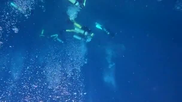 水肺潜水从海面俯冲 从上面碰到鲸鲨 — 图库视频影像