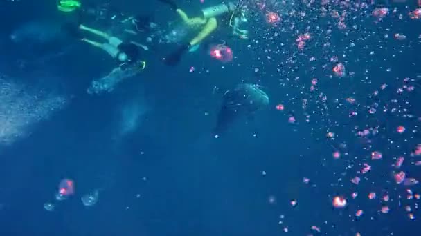 Bálna Cápa Encouter Thaiföldön Sziget Búvárkodás Szerencsés Nap Búvárok Találkozó — Stock videók