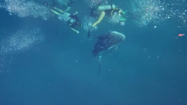 Whale Shark Encouter Thailand Eiland Scuba Duiken Geluksdag Voor Duikers — Stockvideo