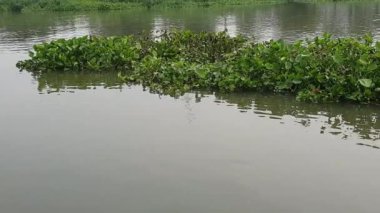 Sümbül çıkarma tesisi güneydoğu Asya nehri üzerinde çok hızlı ot yetiştiriyor.