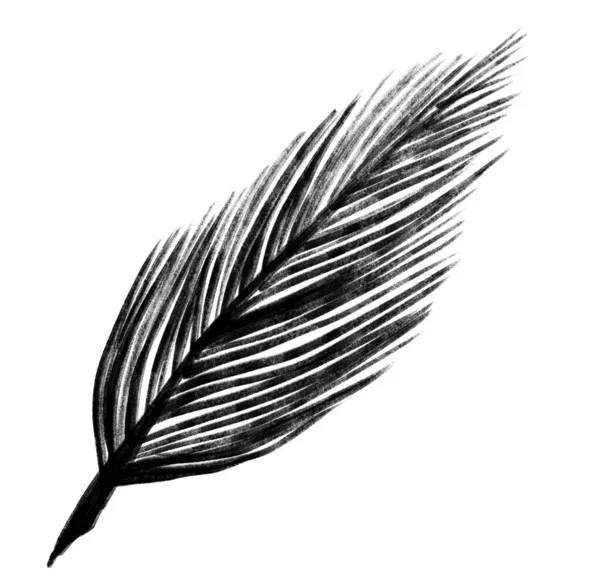 Blank Ink Calligraph Feather Drawing Illustration Art — Stock Photo, Image