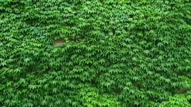 Ağaca tırmanan yeşil sarmaşık duvarının doğal dokusu yumuşak rüzgardan sallanıyor.