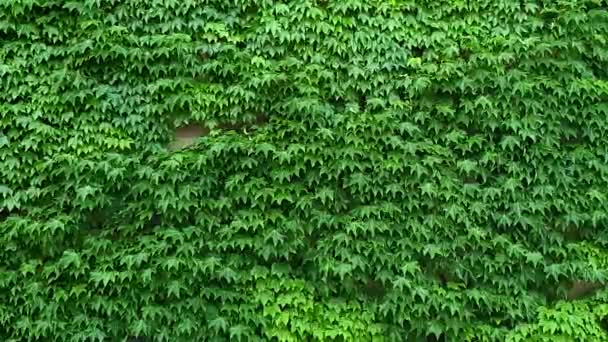 Klättring Träd Grön Murgröna Vägg Naturlig Konsistens Blad Rör Sig — Stockvideo