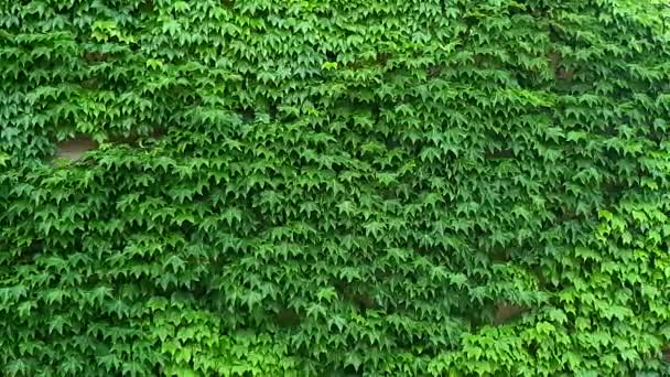 Klättring Träd Grön Murgröna Vägg Naturlig Konsistens Blad Rör Sig — Stockvideo