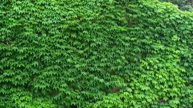 Ağaca tırmanan yeşil sarmaşık duvarının doğal dokusu yumuşak rüzgardan sallanıyor.