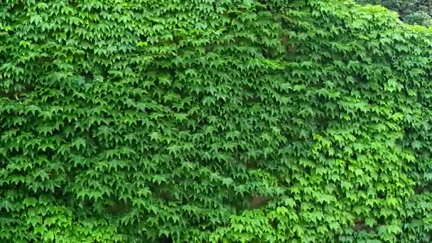 Wspinaczka Drzewo Zielony Bluszcz Ściana Naturalne Tekstury Liście Ruchome Kołysząc — Wideo stockowe