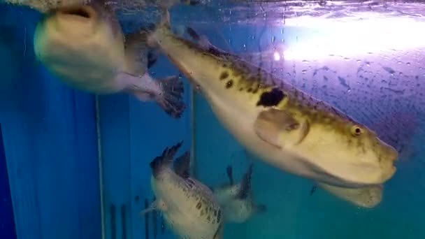 Kuromon Pazarındaki Fugu Kirpi Balığı Japon Yemeği Nadir Bulunan Saşimi — Stok video
