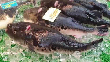 Yaşayan kirpi balığı. Fugu saşimi satıyorum. Çiğ zehirli Japon mutfağı.