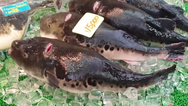 市場で販売されている生きているフグの打撃魚ふぐ刺身生毒日本料理残酷な食べ物 — ストック動画