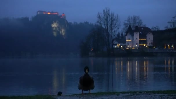 Pár Kachen Krásném Slovinsku Bled Jezero Brzy Ráno Památkovými Budovami — Stock video