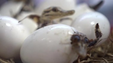 Yumurtadan çıkan küçük timsah yavrusu yumurtadan çıktı. Ölü bedeni doldurulmuş tropikal amfibik tatlı su yırtıcısını koruyor.