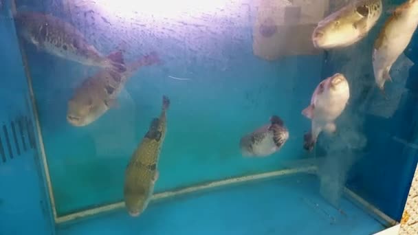 生きたふぐ吹き魚魚市場での日本のふぐ刺身の食事レストランタンク — ストック動画